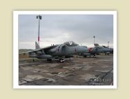 harrier_003.jpg